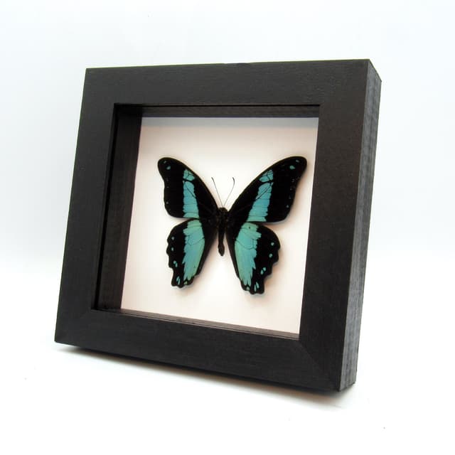 Real metallic butterfly framed taxidermy - Papilio bromius