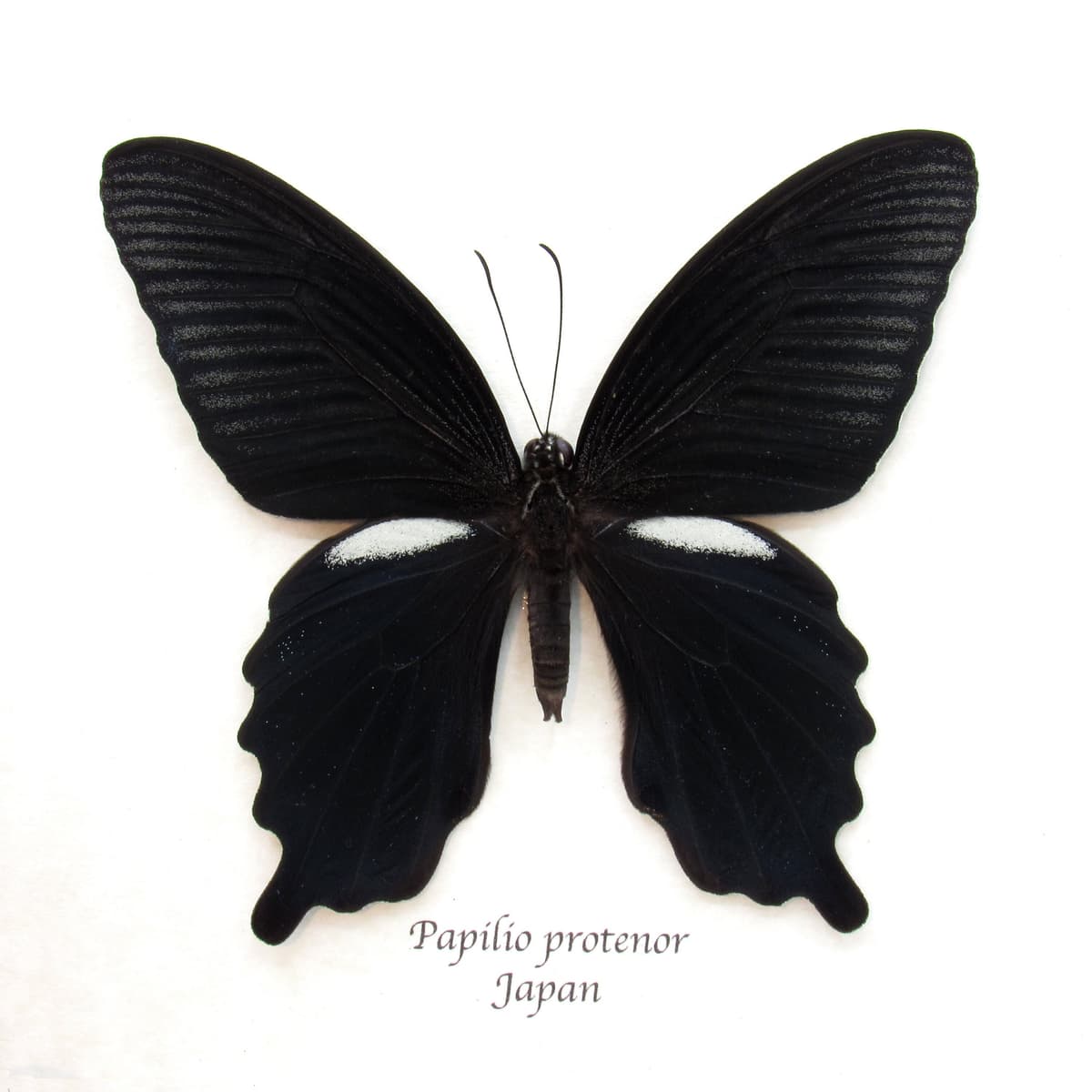 Real Black Spangle Swallowtail butterfly framed taxidermy - Papilio protenor
