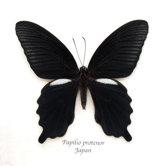 Real Black Spangle Swallowtail butterfly framed taxidermy - Papilio protenor