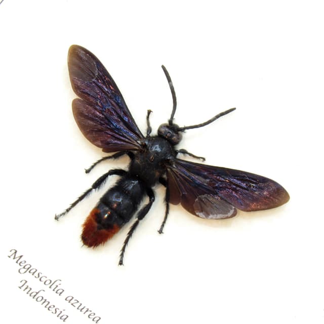 Real Giant Wasp framed taxidermy - Megascolia azurea