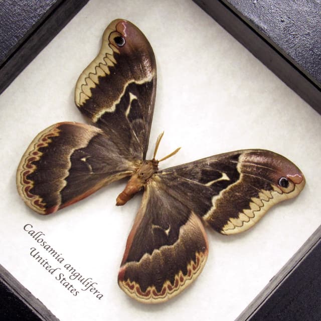 Real Tuliptree Silkmoth framed taxidermy - Callosamia angulifera
