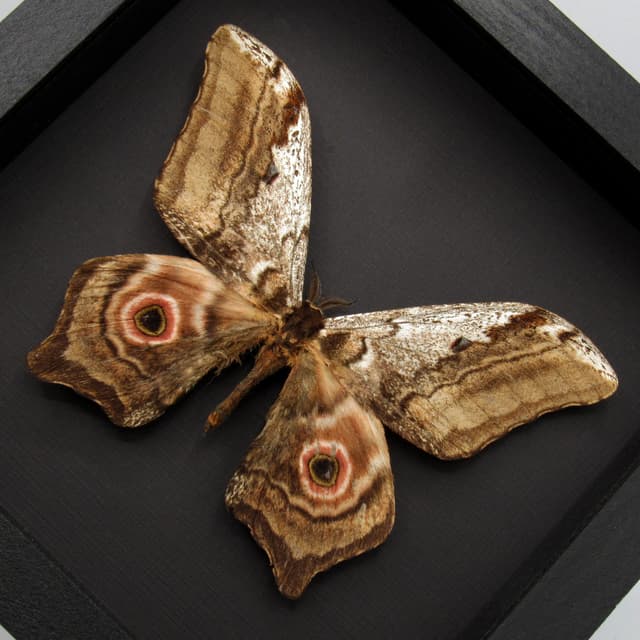 Real Giant Saturn moth framed taxidermy - Athletes albicans