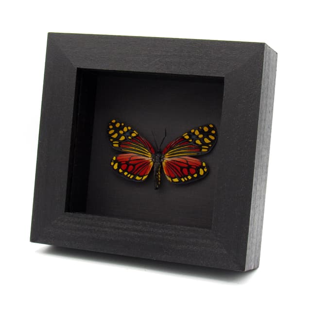 Rare red Zygaenid moth framed taxidermy - Campylotes desgondinsi - large female