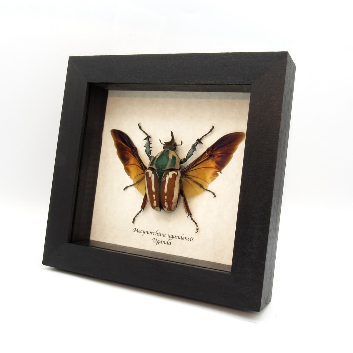 Large real Scarab beetle framed taxidermy - Mecynorrhina ugandensis