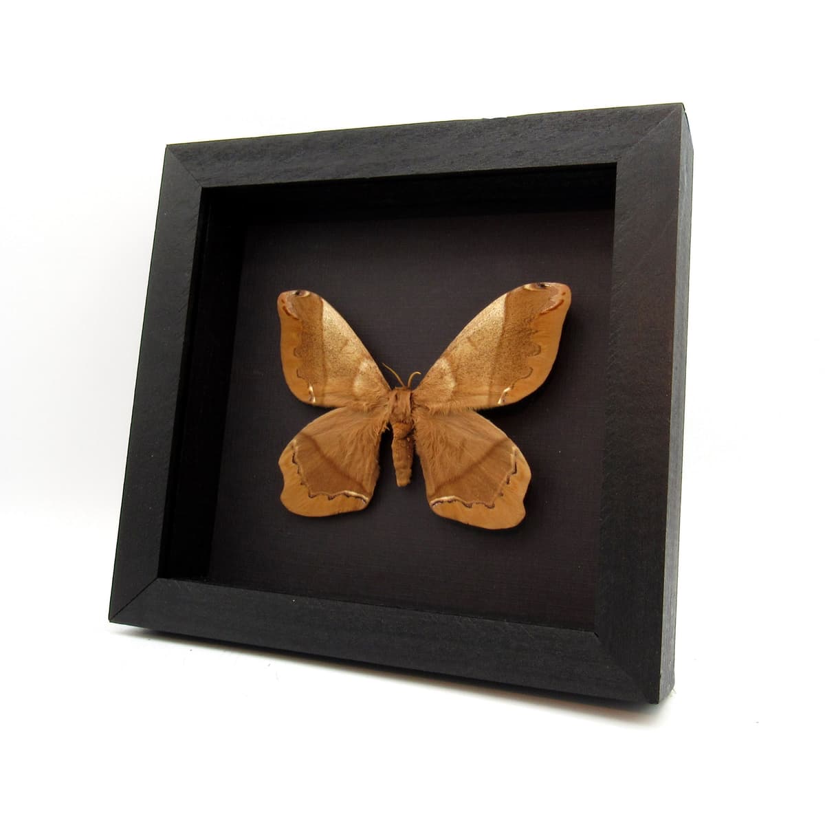 Real Giant Saturn moth framed taxidermy - Arsenura armida