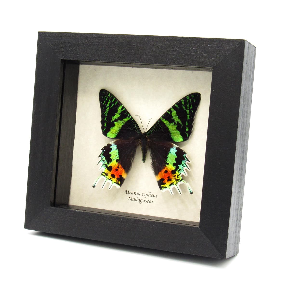 Real metallic Rainbow Sunset moth framed taxidermy - Urania ripheus