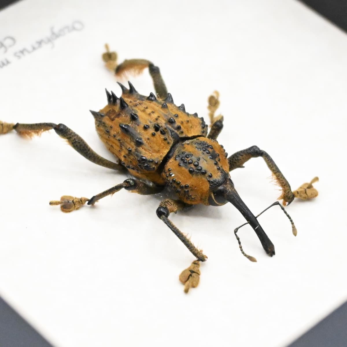 Rare large Spiny Weevil beetle framed specimen - Ozopherus muricatus