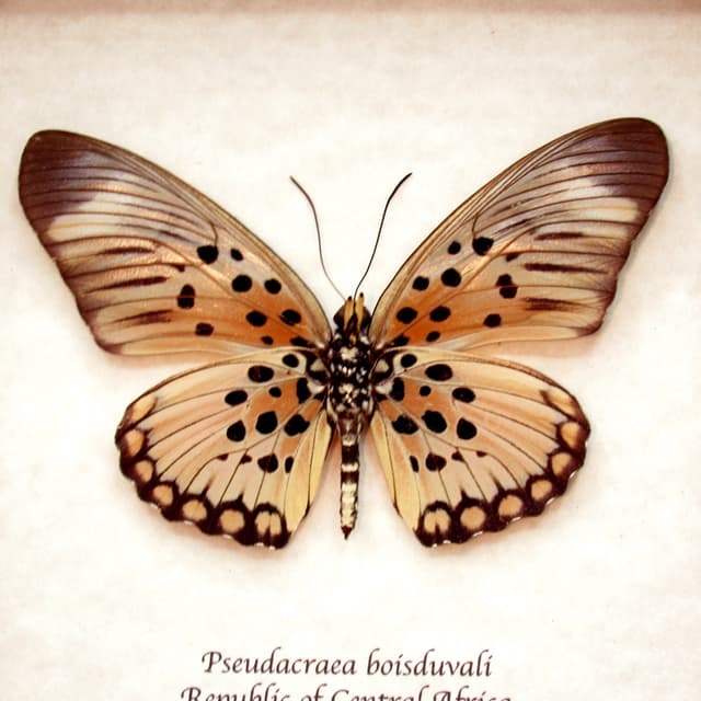 Real framed butterfly taxidermy - Pseudacraea boisduvali - peach form - large female