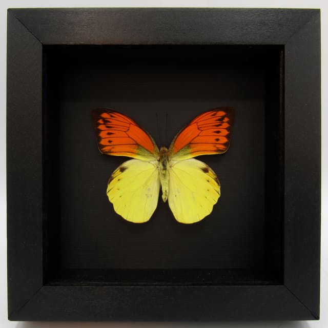 Real Orange Tip butterfly framed taxidermy - Hebomoia leucippe