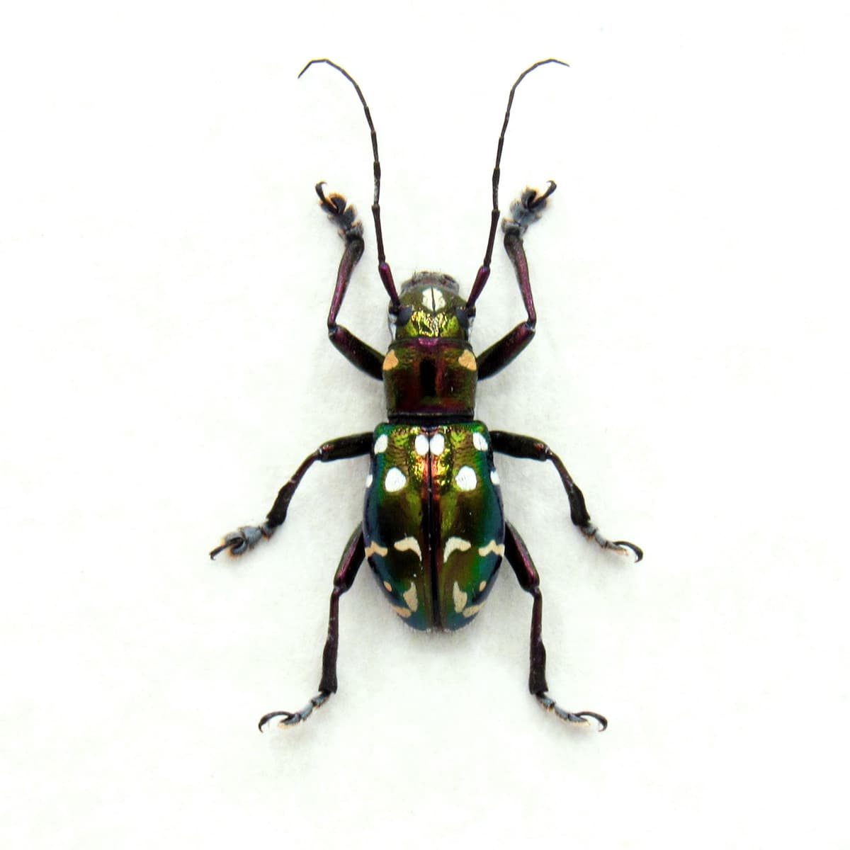 Real Longhorn beetle framed specimen - Aprophata eximia