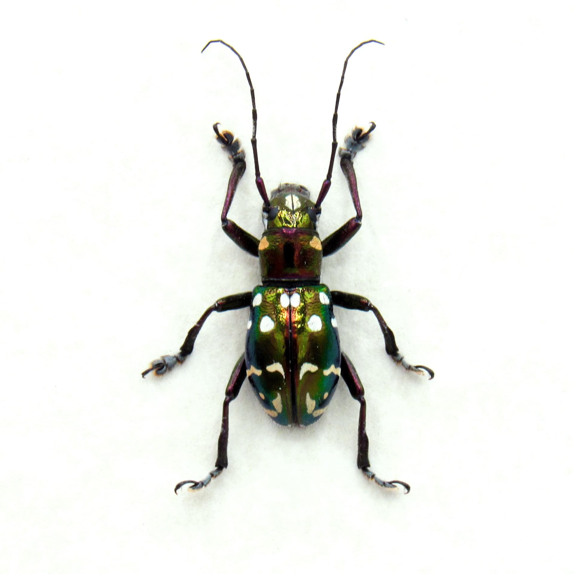 Real Longhorn beetle framed specimen - Aprophata eximia