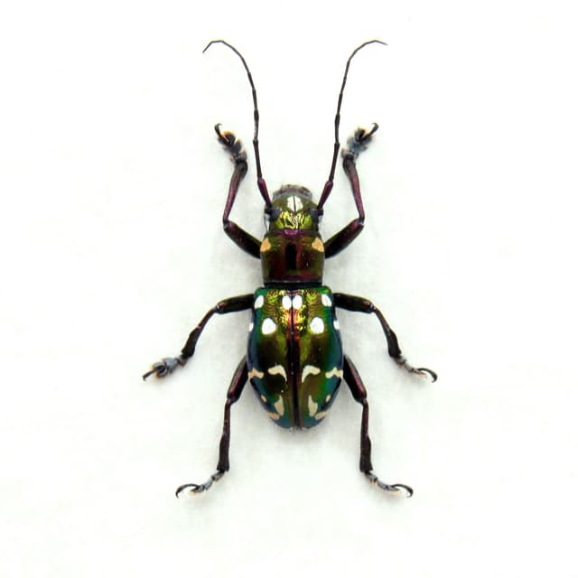 Real Longhorn beetle framed specimen - Aprophata eximia