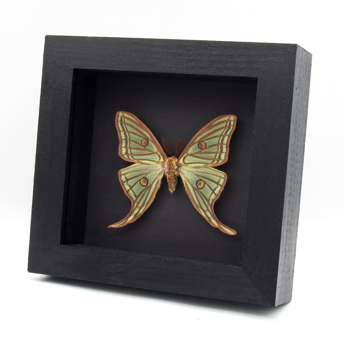 Rare large Spanish Moon moth framed taxidermy - Graellsia isabellae