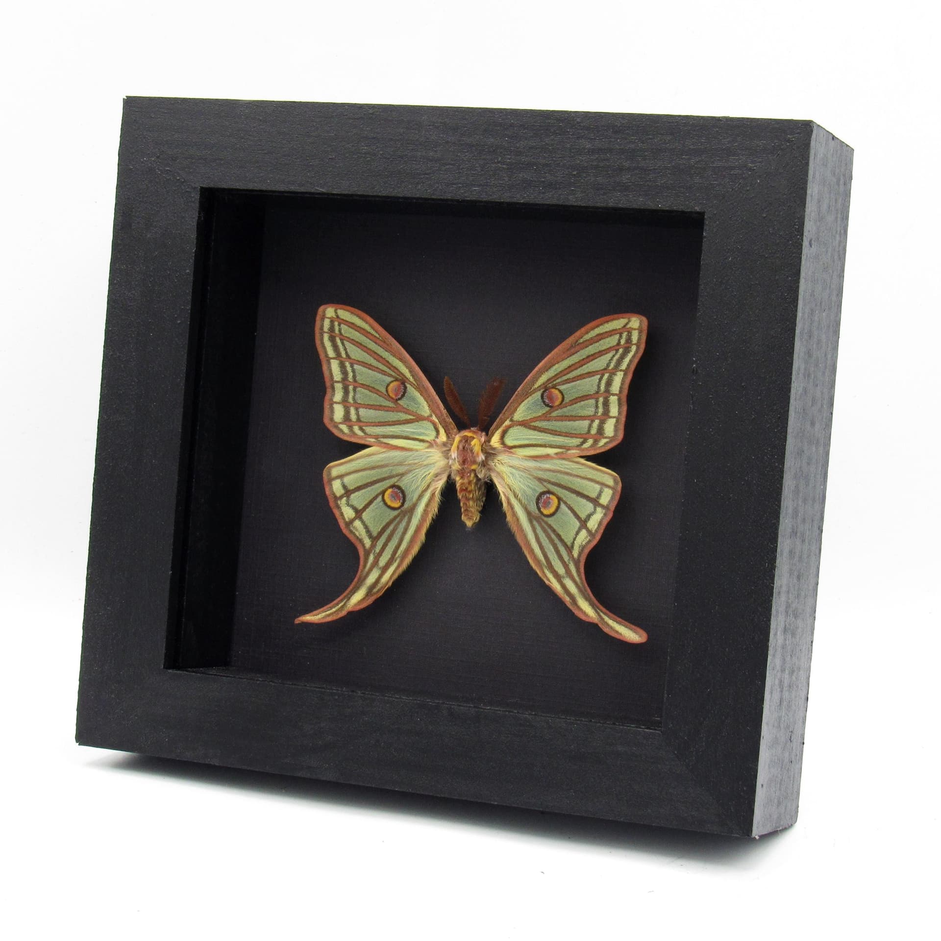 Rare large Spanish Moon moth framed taxidermy - Graellsia isabellae