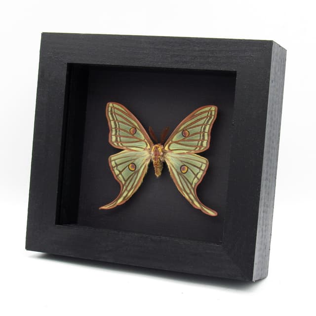 Rare large Spanish Moon moth framed taxidermy - Graellsia isabellae