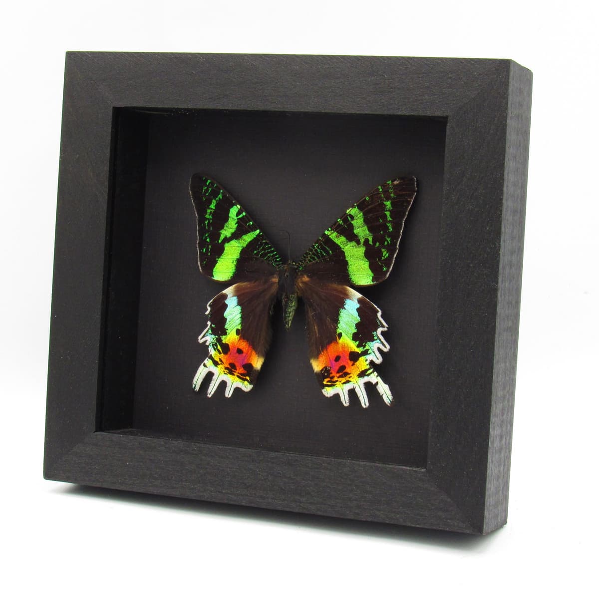 Real large female Sunset moth framed taxidermy - Urania ripheus