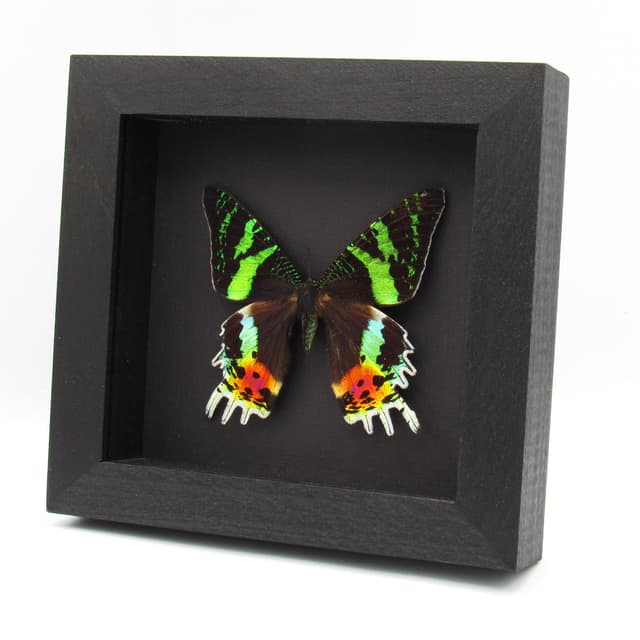 Real large female Sunset moth framed taxidermy - Urania ripheus