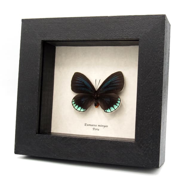 Real Cycadian butterfly framed taxidermy - Eumaeus minyas - large female