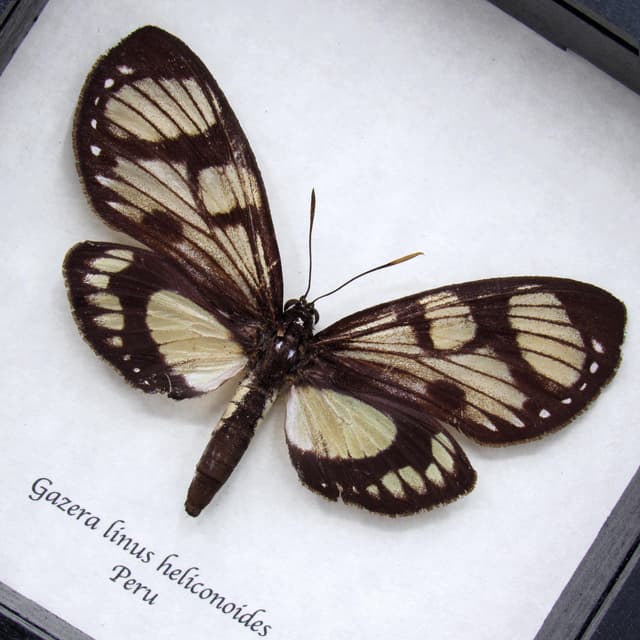 Rare Castnia moth framed taxidermy - Gazera linus heliconoides