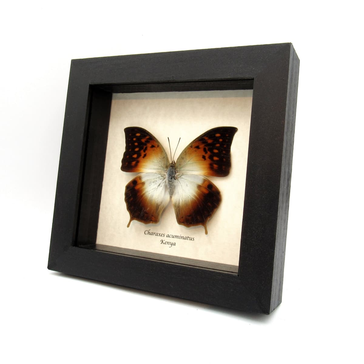 Rare Pointed Pearl butterfly framed taxidermy - Charaxes acuminatus - large female