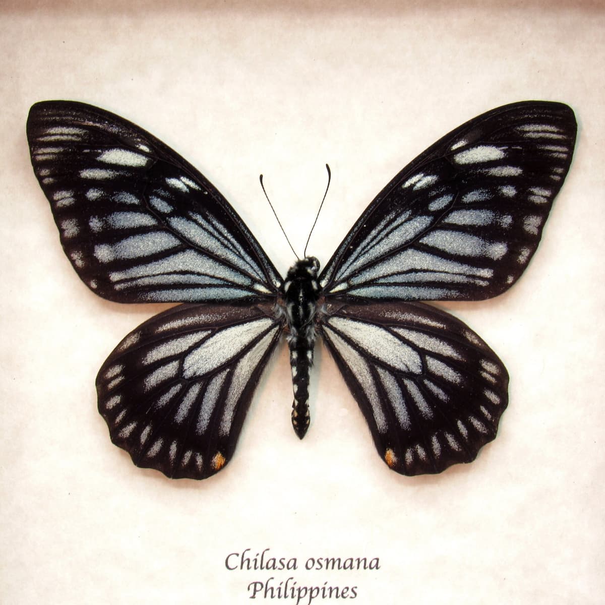 Real Mime butterfly framed taxidermy - Chilasa osmana
