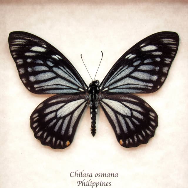 Real Mime butterfly framed taxidermy - Chilasa osmana