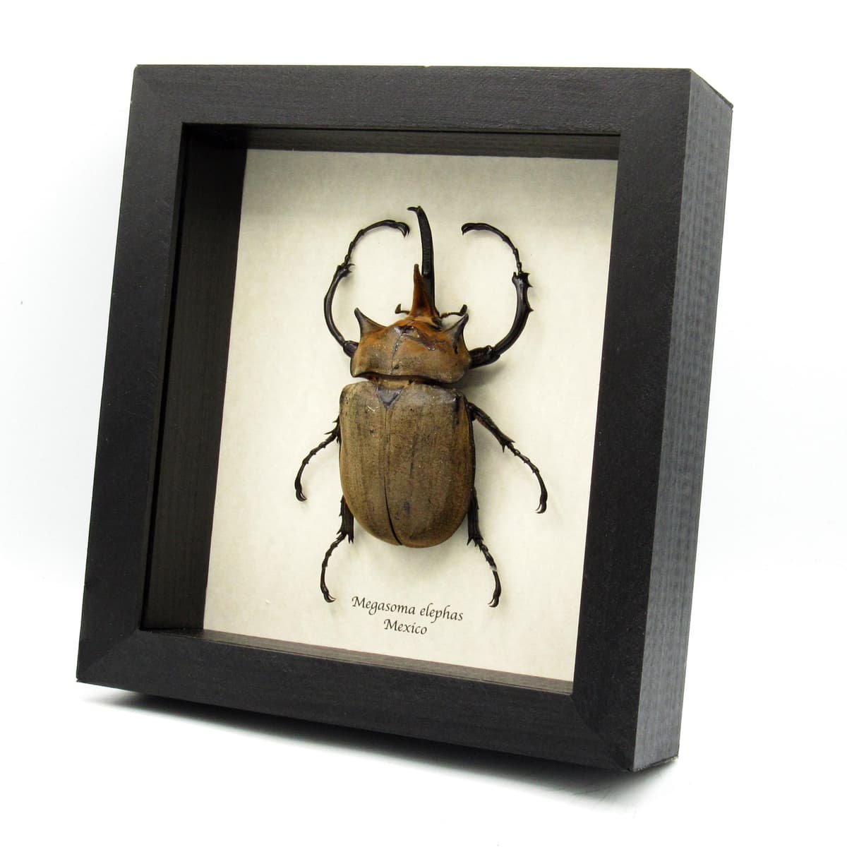 Real XXL Elephant Rhinoceros beetle framed taxidermy - Megasoma elephas