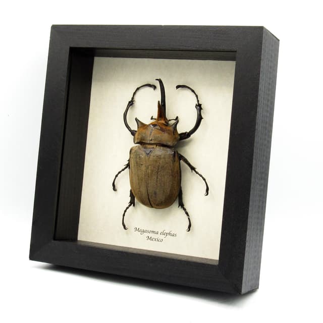 Real XXL Elephant Rhinoceros beetle framed taxidermy - Megasoma elephas