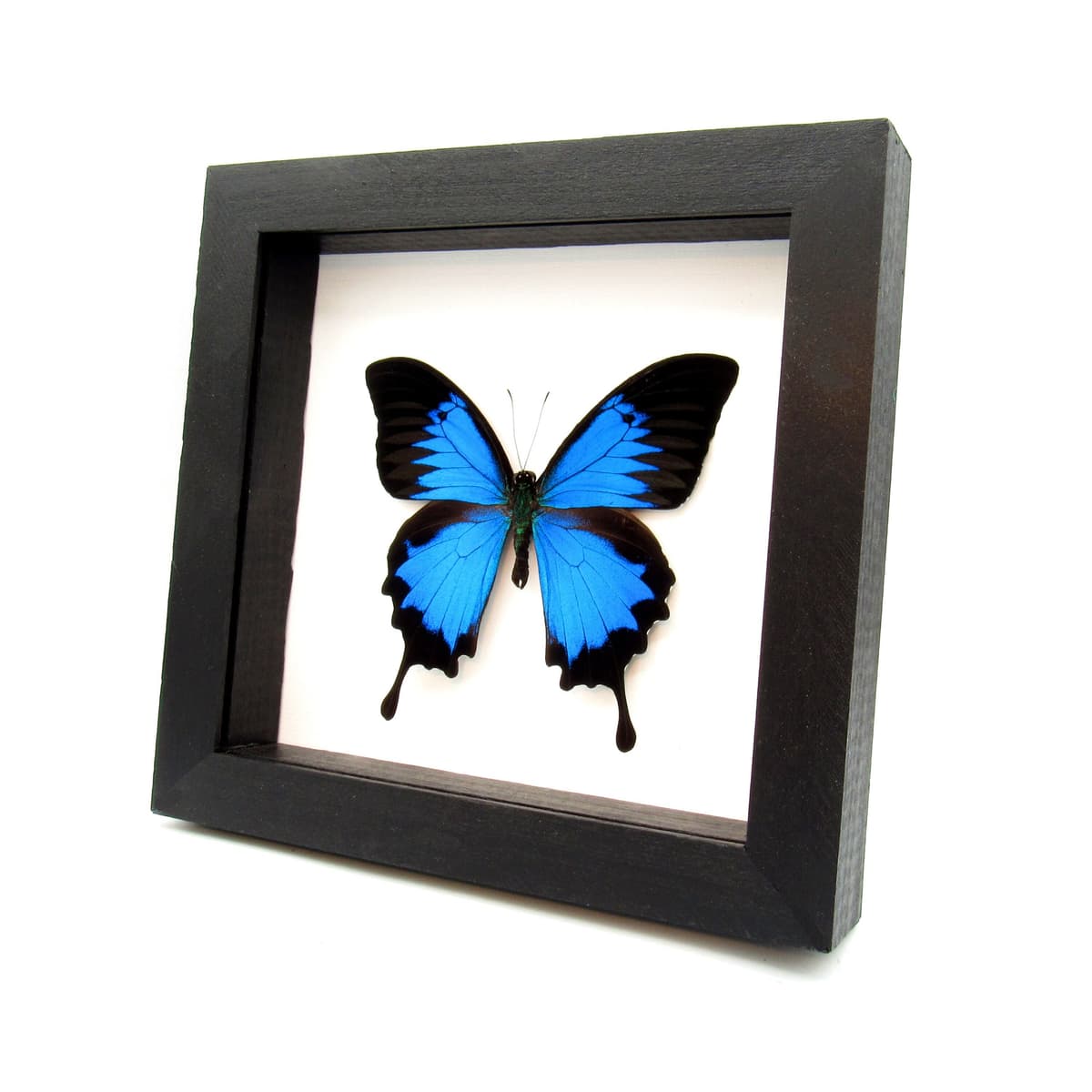 Real XL iridescent Blue Emperor butterfly framed taxidermy - Papilio ulysses