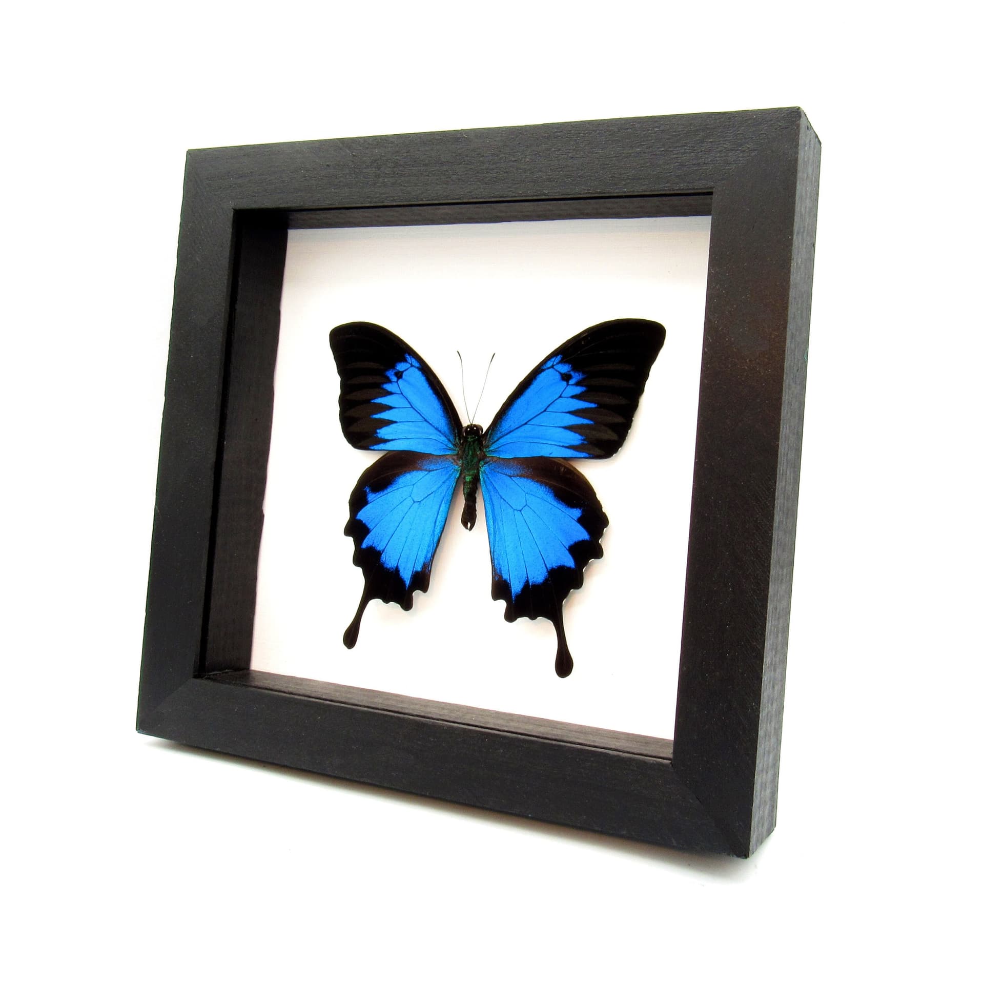 Real XL iridescent Blue Emperor butterfly framed taxidermy - Papilio ulysses