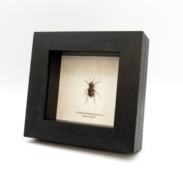 Real Big Sand Tiger Beetle framed taxidermy - Cicindela formosa generosa