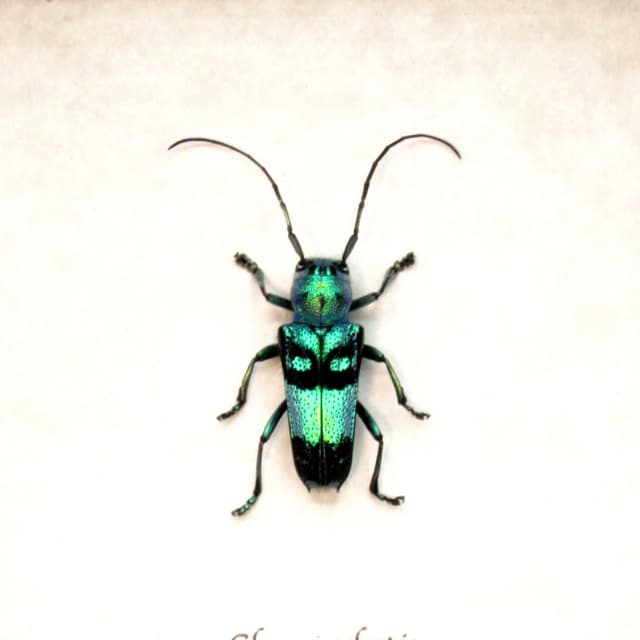 Real metallic blue Longhorn beetle framed taxidermy - Glenea celestis