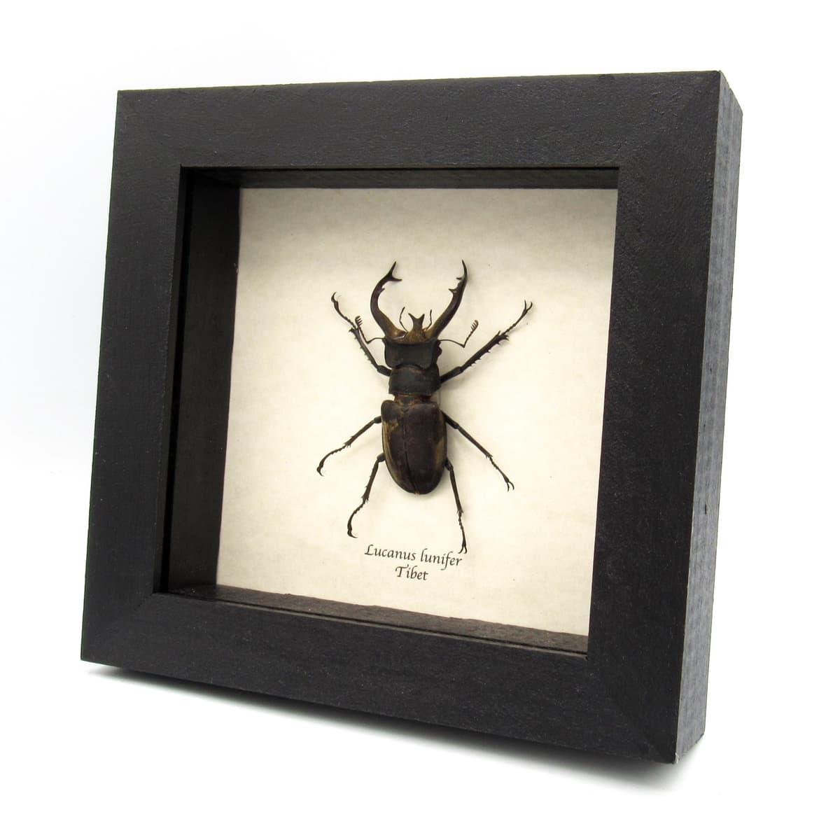 Real Stag beetle framed taxidermy - Lucanus lunifer - large size