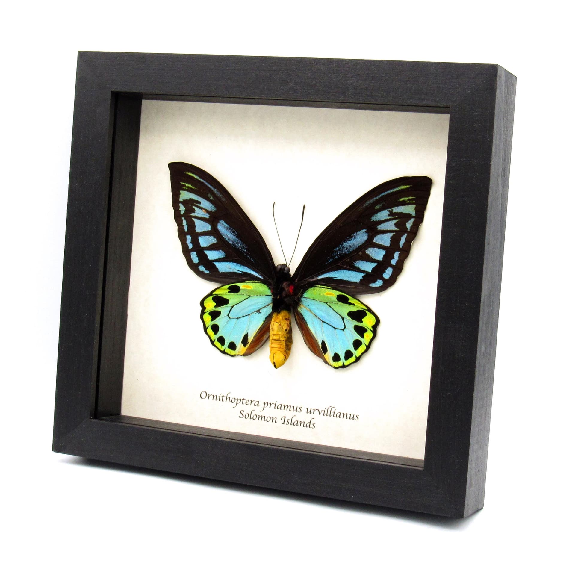 Rare GIANT Blue Birdwing butterfly framed taxidermy - Ornithoptera priamus urvillianus