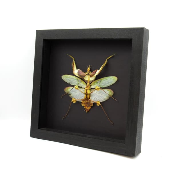 Real Giant Devils praying mantis framed taxidermy - Idolomantis diabolica - winged adult - female