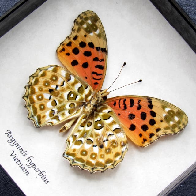 Real Indian Fritillary butterfly framed taxidermy - Argynnis hyperbius