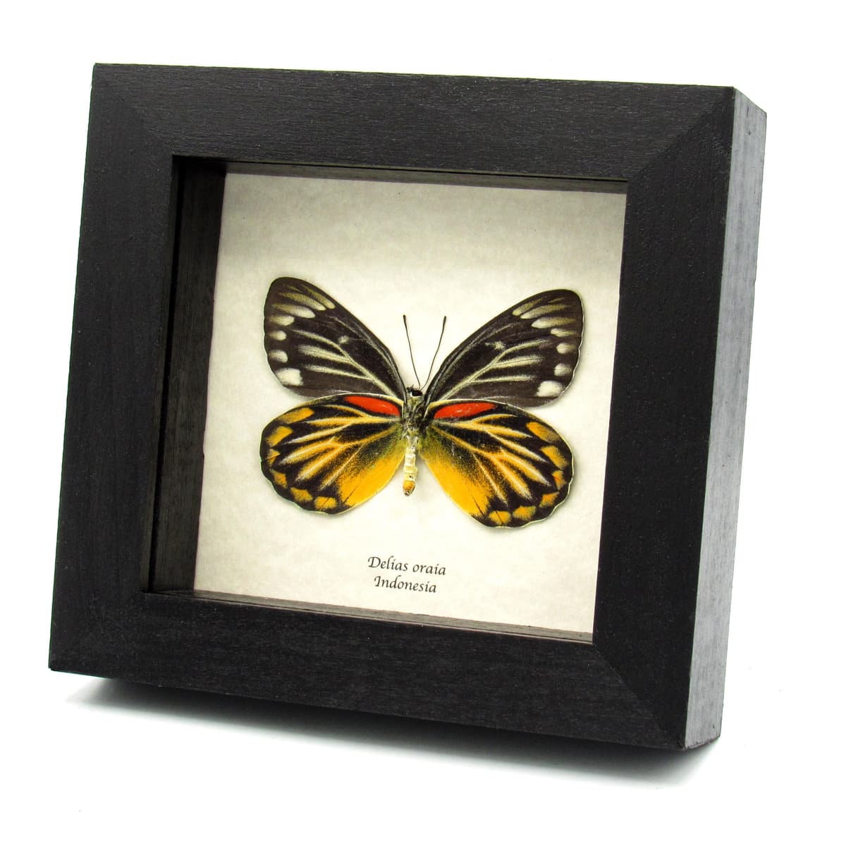 Real yellow Delias butterfly framed taxidermy - Delias oraia - female