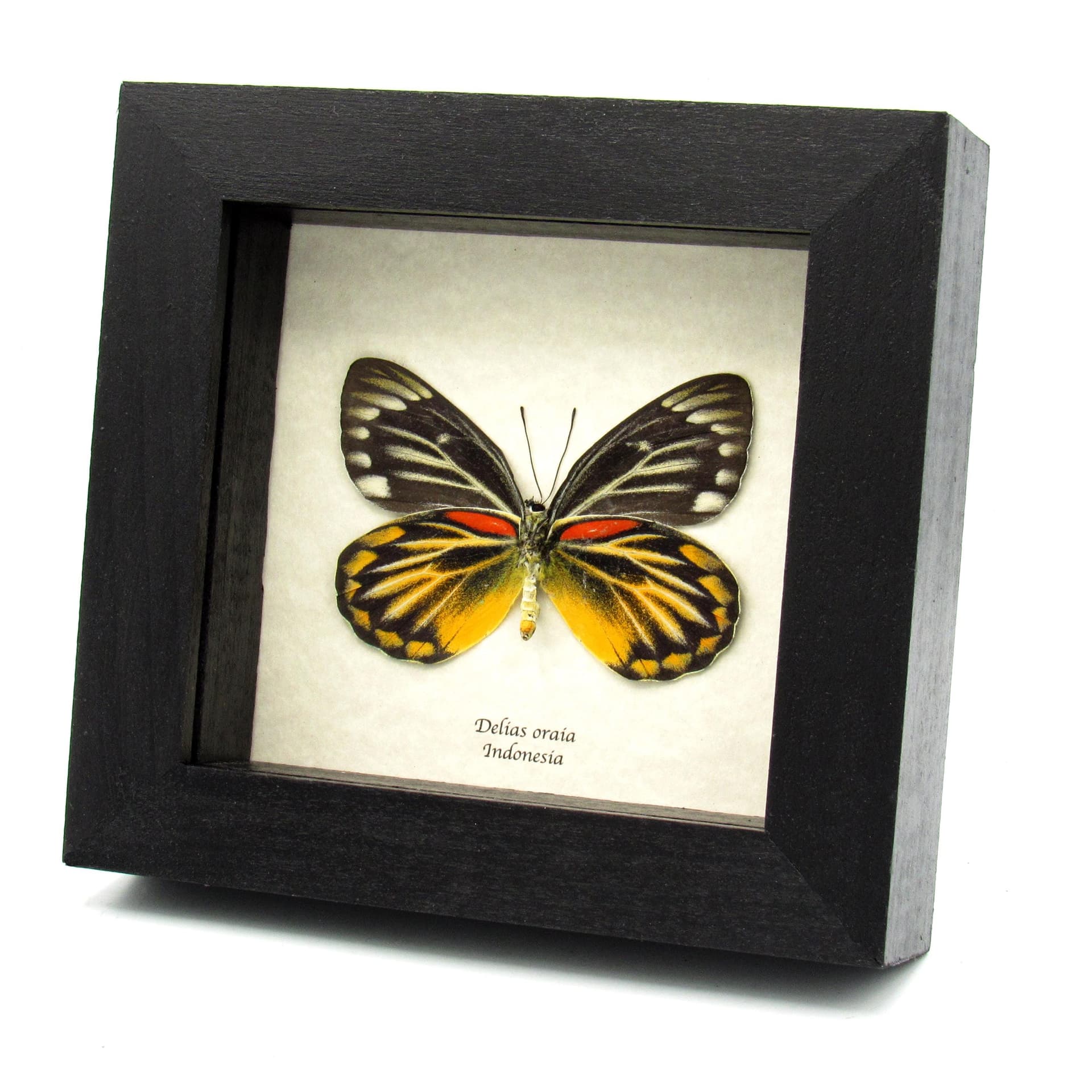 Real yellow Delias butterfly framed taxidermy - Delias oraia - female