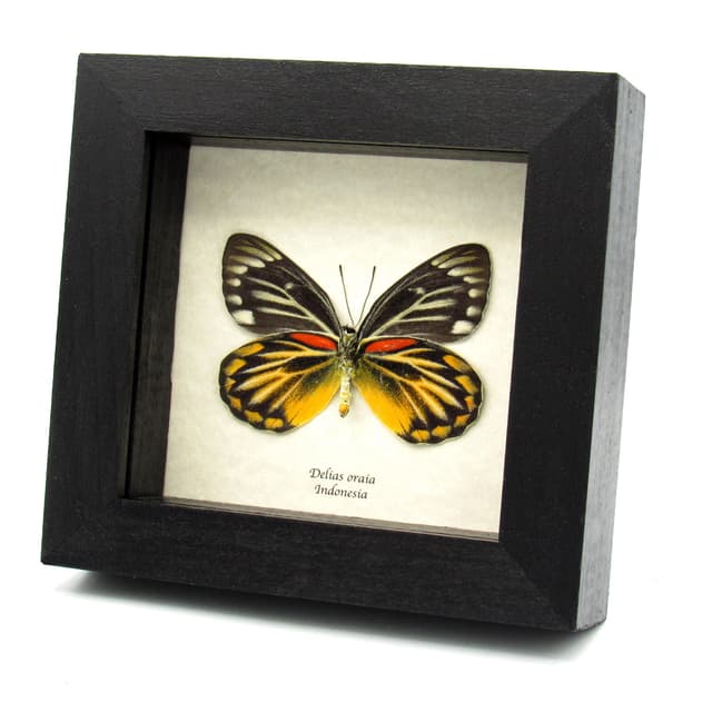 Real yellow Delias butterfly framed taxidermy - Delias oraia - female