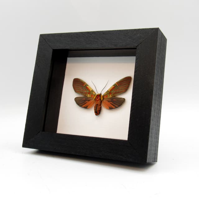 Rare red Erebid moth framed taxidermy - Anaxita constricta