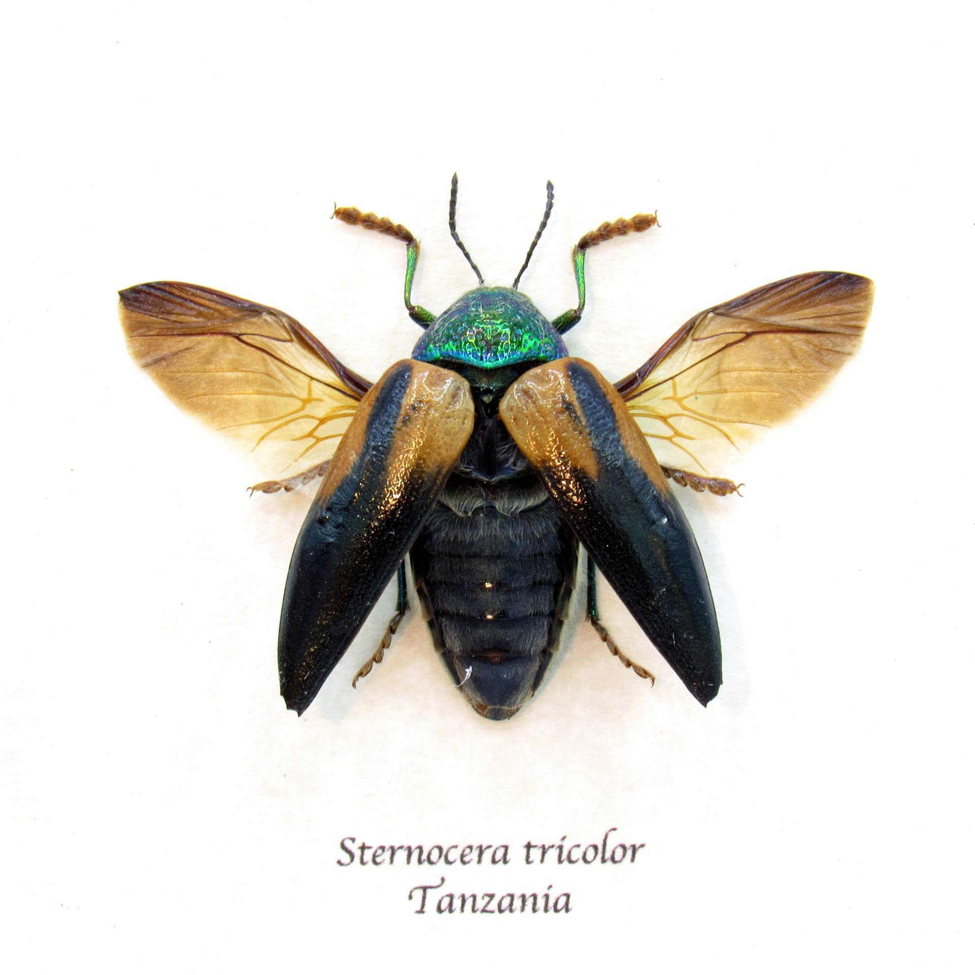 Real metallic green Jewel beetle framed taxidermy - Sternocera tricolor