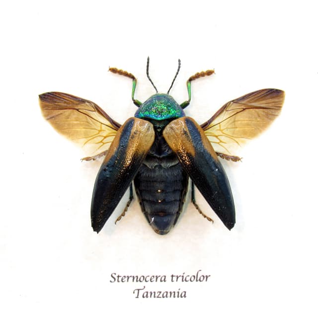 Real metallic green Jewel beetle framed taxidermy - Sternocera tricolor