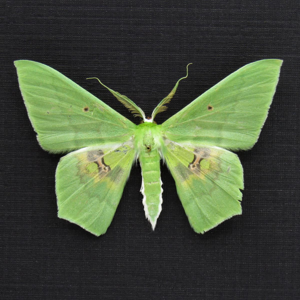 Real green Geometer moth framed taxidermy - Aporandria specularia