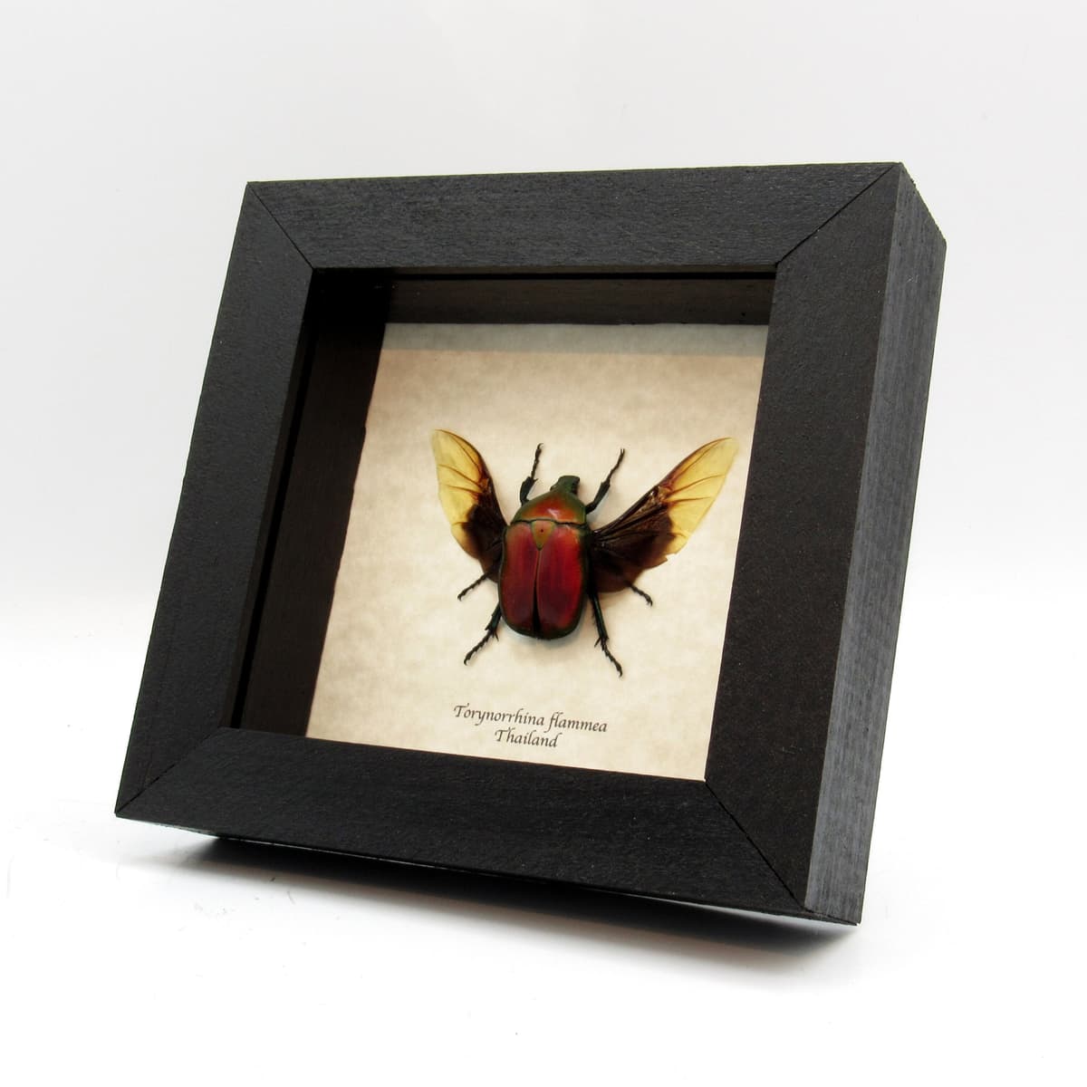 Red metallic scarab beetle framed taxidermy - Torynorrhina flammea