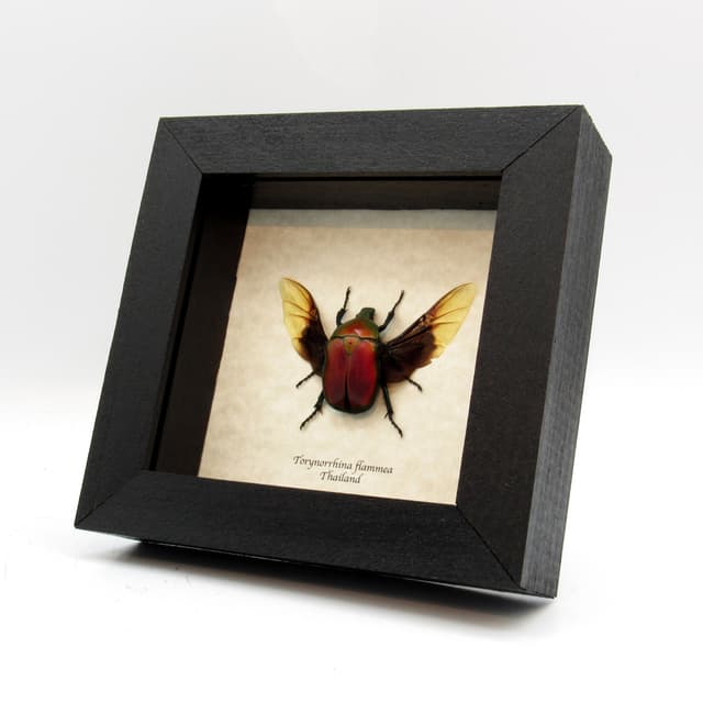 Red metallic scarab beetle framed taxidermy - Torynorrhina flammea