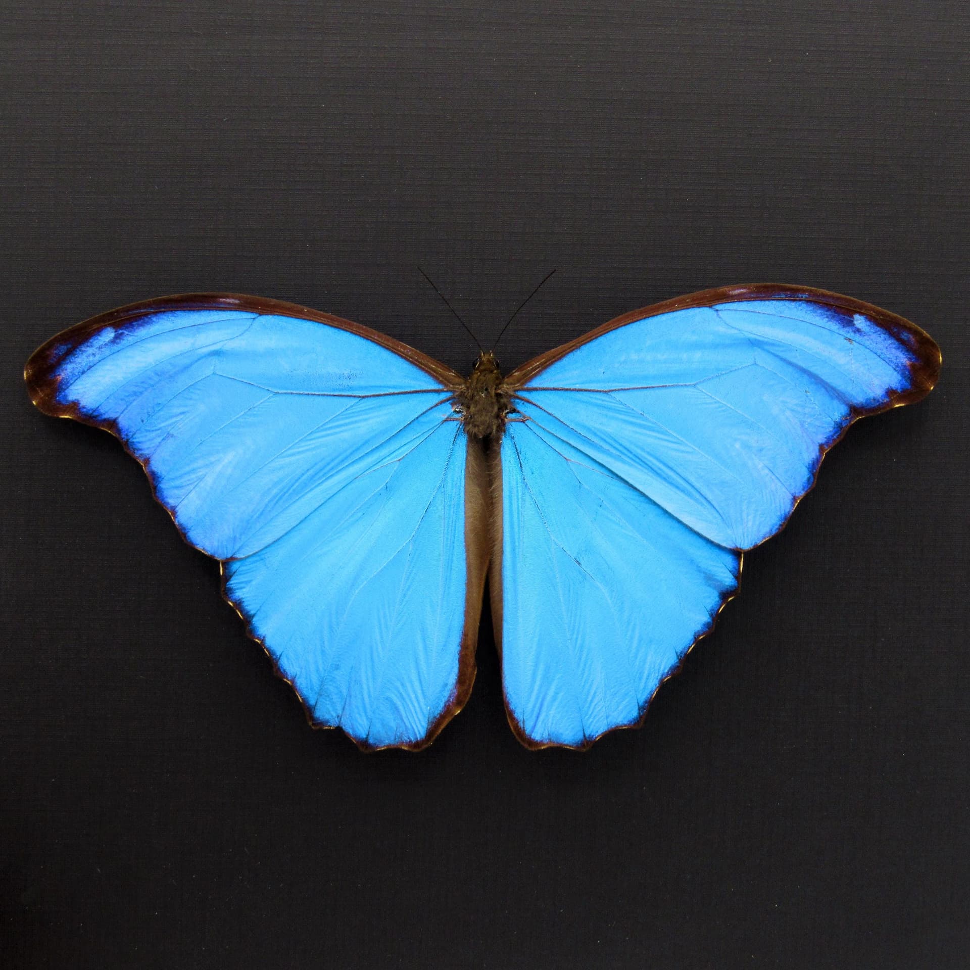 Real large metallic blue Morpho framed butterfly taxidermy - Morpho menelaus alexandrovna - Victorian mount