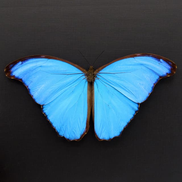 Real large metallic blue Morpho framed butterfly taxidermy - Morpho menelaus alexandrovna - Victorian mount