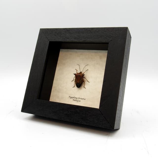 Real horned Shield bug framed taxidermy - Pygoplatys firmatus