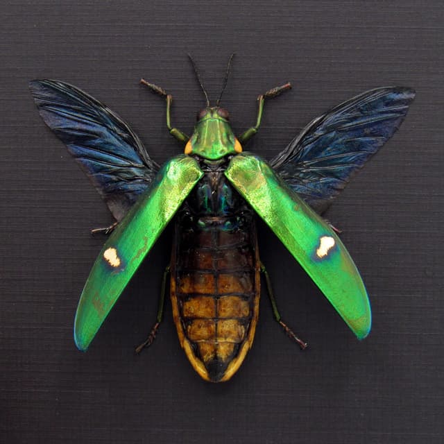 Real metallic green beetle framed taxidermy - Megaloxantha bicolor othanii