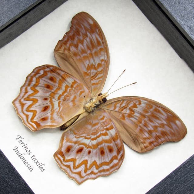 Rare lavender butterfly framed specimen - Terinos taxiles